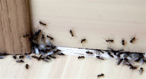 What are the Signs of an Ant Infestation? - PestPlans.com