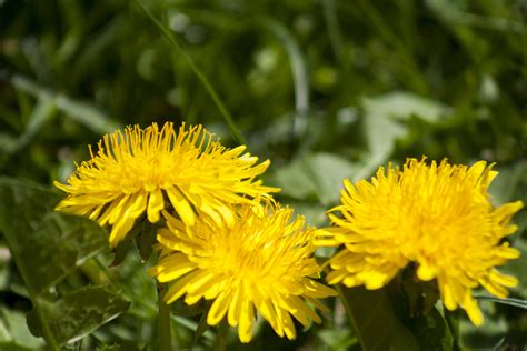 Images Gratuites la nature champ Prairie pissenlit pétale