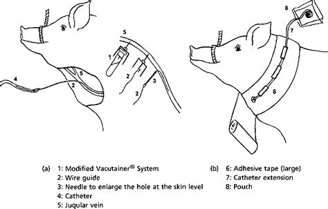 Figure From A Rapid And Non Surgical Procedure For Jugular