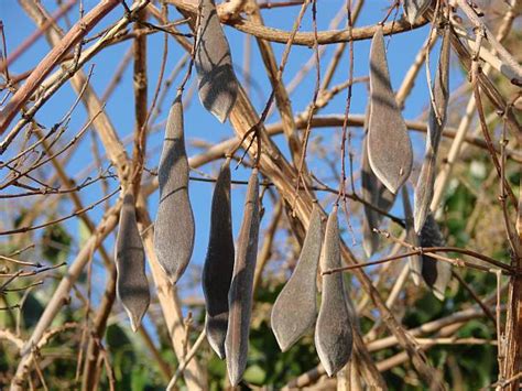 Chinese Wisteria Seed Stock Photos Pictures And Royalty Free Images Istock