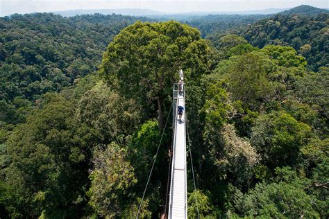 Rainforest Canopy Walk In Ulu Temburong License Image 71039964