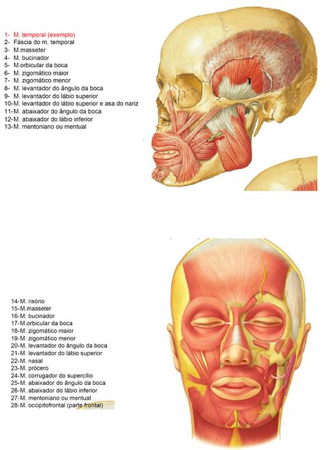 Músculos Da Cabeça E Do Pescoço LIBRAIN