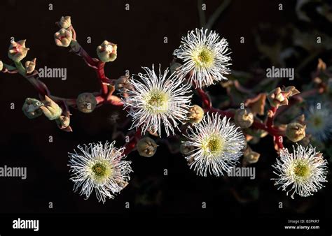 Namibia National Flower High Resolution Stock Photography and Images - Alamy