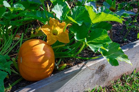 3 Creative Ways To Grow Pumpkins In Small Spaces