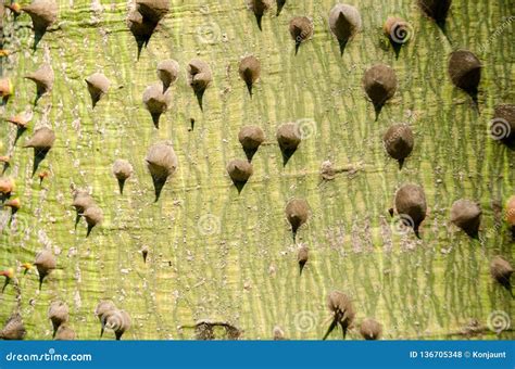 Spiny Bark Of Kapok Tree Thorn Tree Of Bombax Ceiba Closeup Sharp