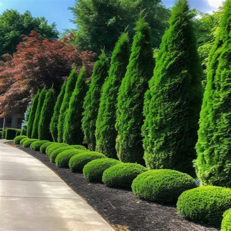 The 11 Best Noise Reducing Trees That Block Sound – Rhythm of the Home