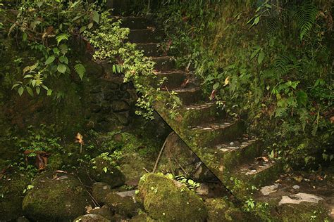 Overgrown Stone Staircase Photograph By Robert Hamm Fine Art America