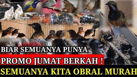 PROMO JUM AT BERKAH MASUK RATUSAN EKOR HARI INI SEMUANYA DIOBRAL