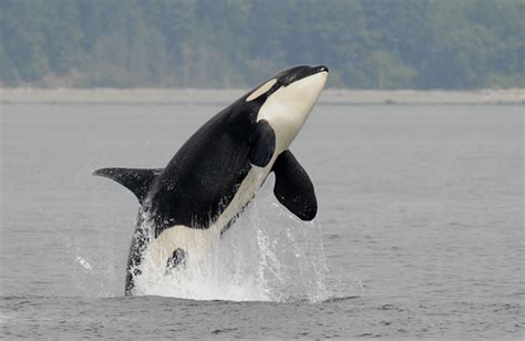 Orka S Noordzee Mogelijk Familie Van Morgan Vroege Vogels Bnnvara