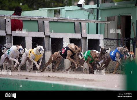 Dog Racing at the Palm Beach Kennel Club, Palm Beach, Florida Stock ...