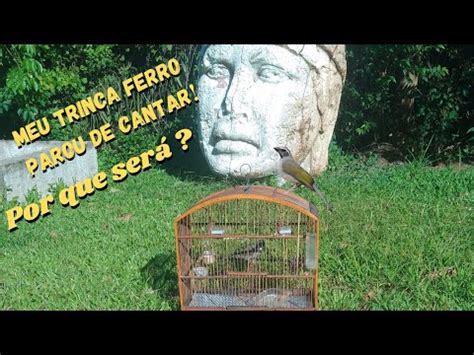 Meu trinca ferro parou de cantar Por que será YouTube