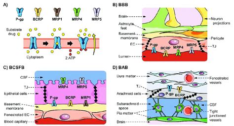 Efflux Mechanism And Localization Of Drug Related Atp Binding Cassette