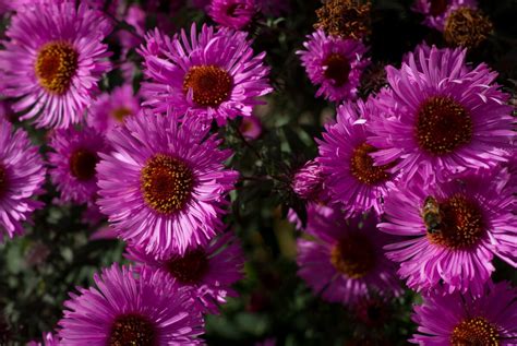 Астра новобельгийская: посадка и уход, описание лучших сортов с фото