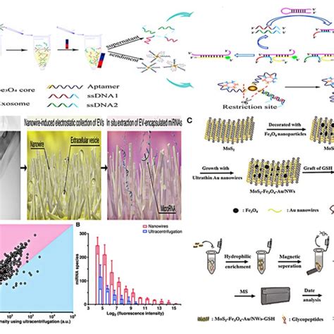 Platforms Based On Nanomaterials For Urinary Evs Indirect Detection