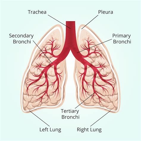 Anatomy Of Lungs Presentation