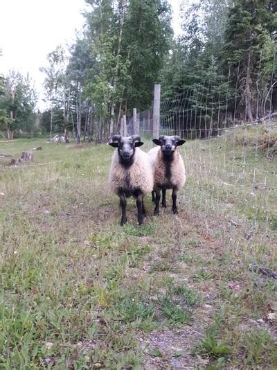 Icelandic Sheep & Wool - Harmony Farm