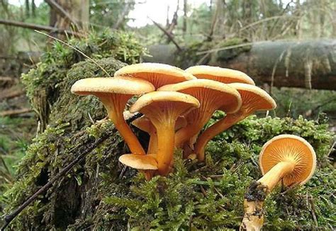 Ложная лисичка, или говорушка оранжевая (Hygrophoropsis aurantiaca)