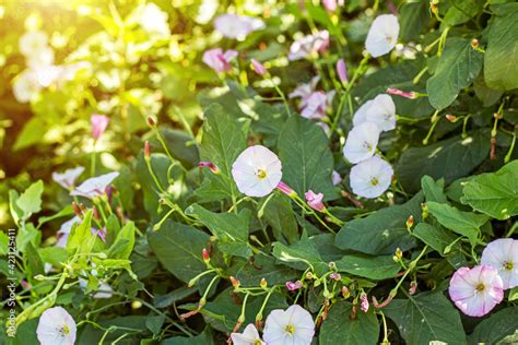 White And Pink Morning Glory Ipomoea Aquatica False Bindweed Water