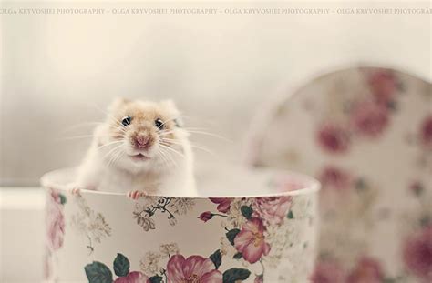 15 Awesome Pics Of Adorable Hamsters No 9 Is So Cute Reckon Talk