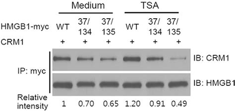 Effect Of Hmgb1 N Glycosylation On Crm1 Binding Hek293t Cells Were