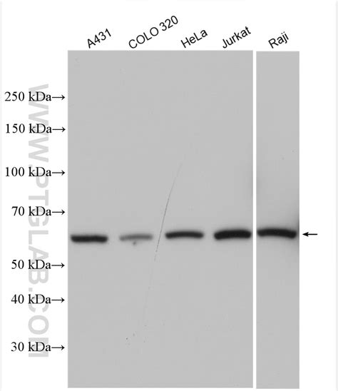 Cct Antibody Ap Proteintech