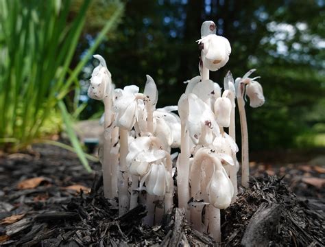 A Guide to Monotropa uniflora