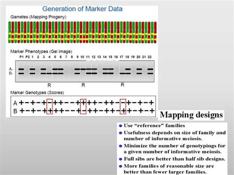 Gene mapping | PPT