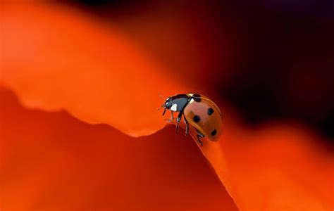 Wallpaper Red Insect Ladybugs Beetle Ladybird Close Up Macro