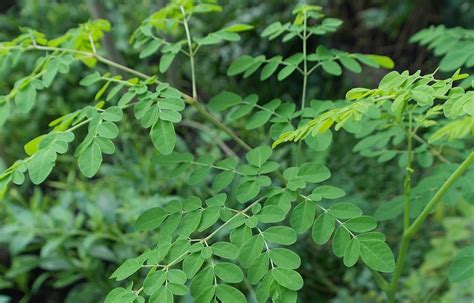 Manfaat Daun Kelor Superfood Alami Untuk Kesehatan Optimal Liburasik