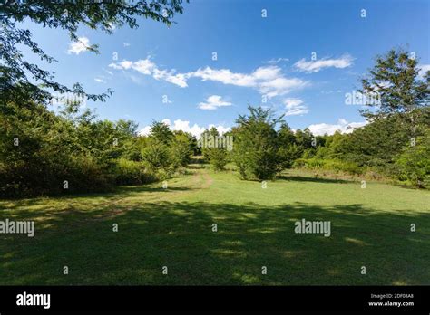 Beautiful green glade Stock Photo - Alamy
