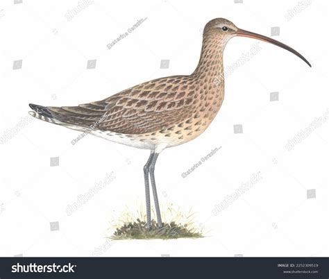 Realistic Color Scientific Illustration Eurasian Curlew Stock