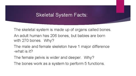 Skeletal System Skeletal System Facts The skeletal system