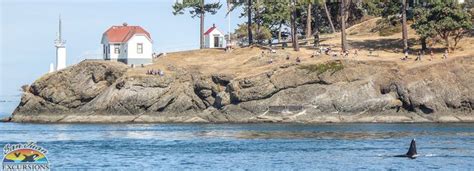 Whale Watching With San Juan Excursions Around The San Juan Islands In