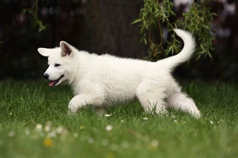 Wei Er Sch Ferhund Das Futterhaus