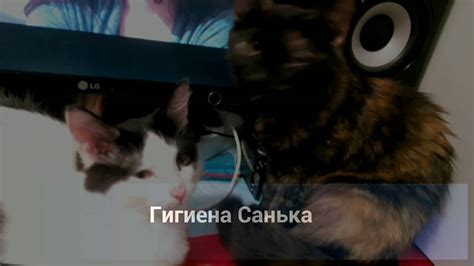 Гигиена Санька - YouTube