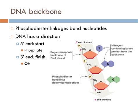 Chapter: DNA Synthesis — The Biology Primer