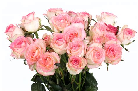 Роза Джамиля Фото И Описание – Telegraph