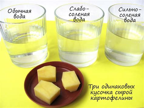 Как растения пьют? Опыты с растениями. - tavika.ru | Science for kids ...