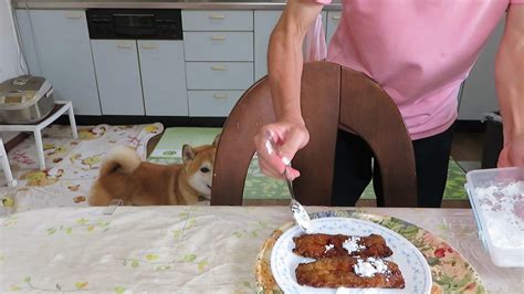 せめておこぼれだけでも 柴犬まめ 柴犬 まめ・ちゃめの いらっしゃいませ！