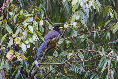 Yellow Billed Blue Magpie Urocissa Flavirostris Retheesh Flickr