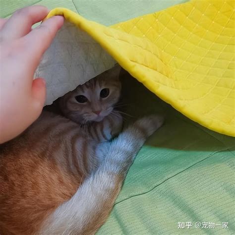 橘猫缺乏“安全感”的7种表现，你有注意到吗？ 知乎