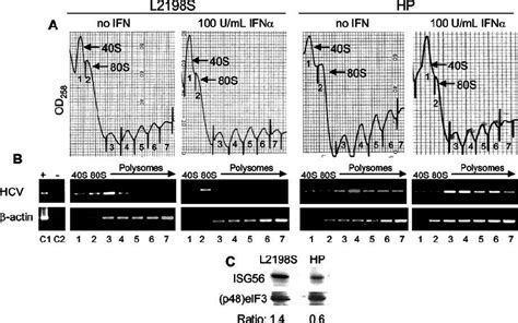 Differential Ribosome Recruitment By The Hcv Replicon Rna And