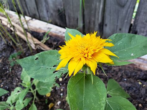 'Teddy Bear' Sunflowers 🌞 : gardening