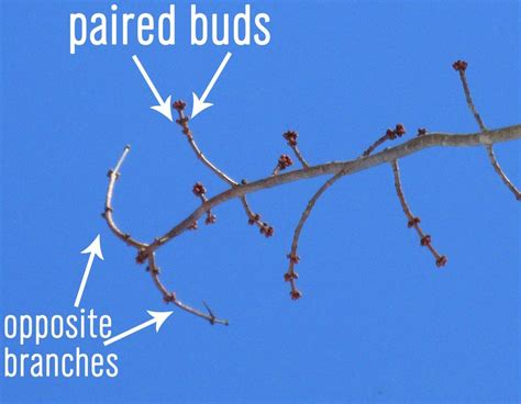 Identifying Maple Trees By Their Bark And Branches In Winter Updated