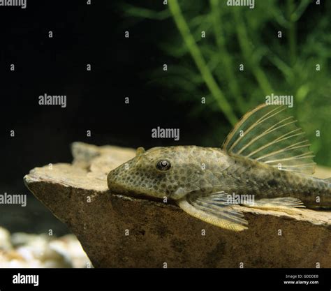 Plecostomus High Resolution Stock Photography And Images Alamy