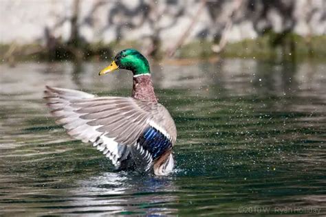 Mallard Duck Facts For Kids Mallard Duck Species And Diet