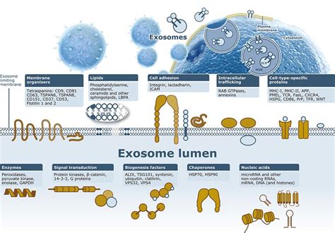 Exosomes | GeneTex 