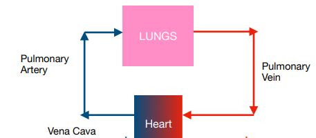 ᐉ Circulatory System: What is a Double Circulatory System?