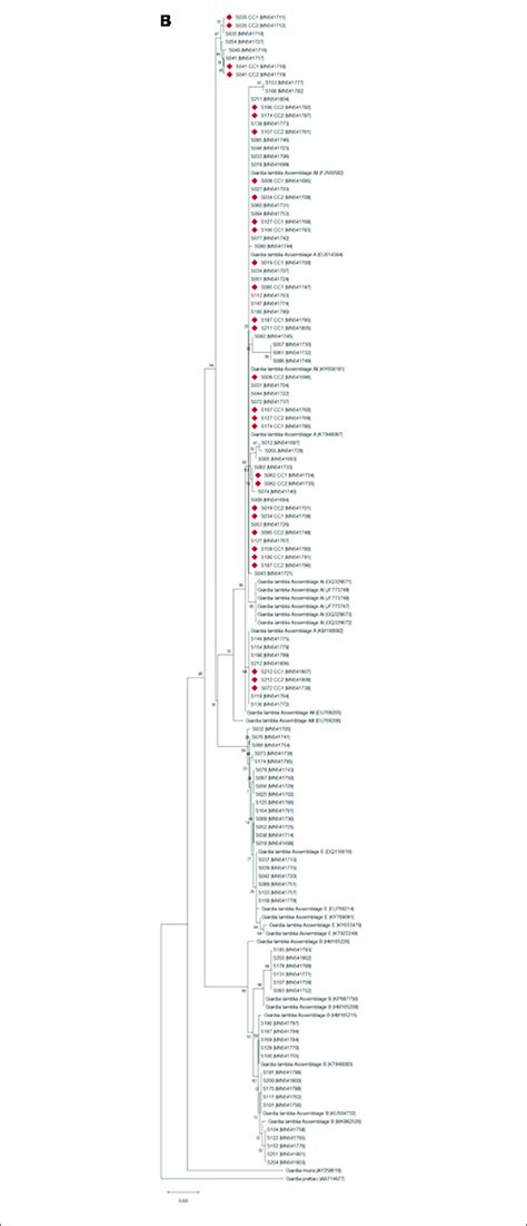 Phylogenetic Tree Of The Giardia Lamblia Isolates Collected From Download Scientific Diagram