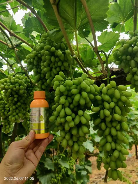 Farmers Most Popular Calcium Magnesium Boron Increase Yield Tree Fruit